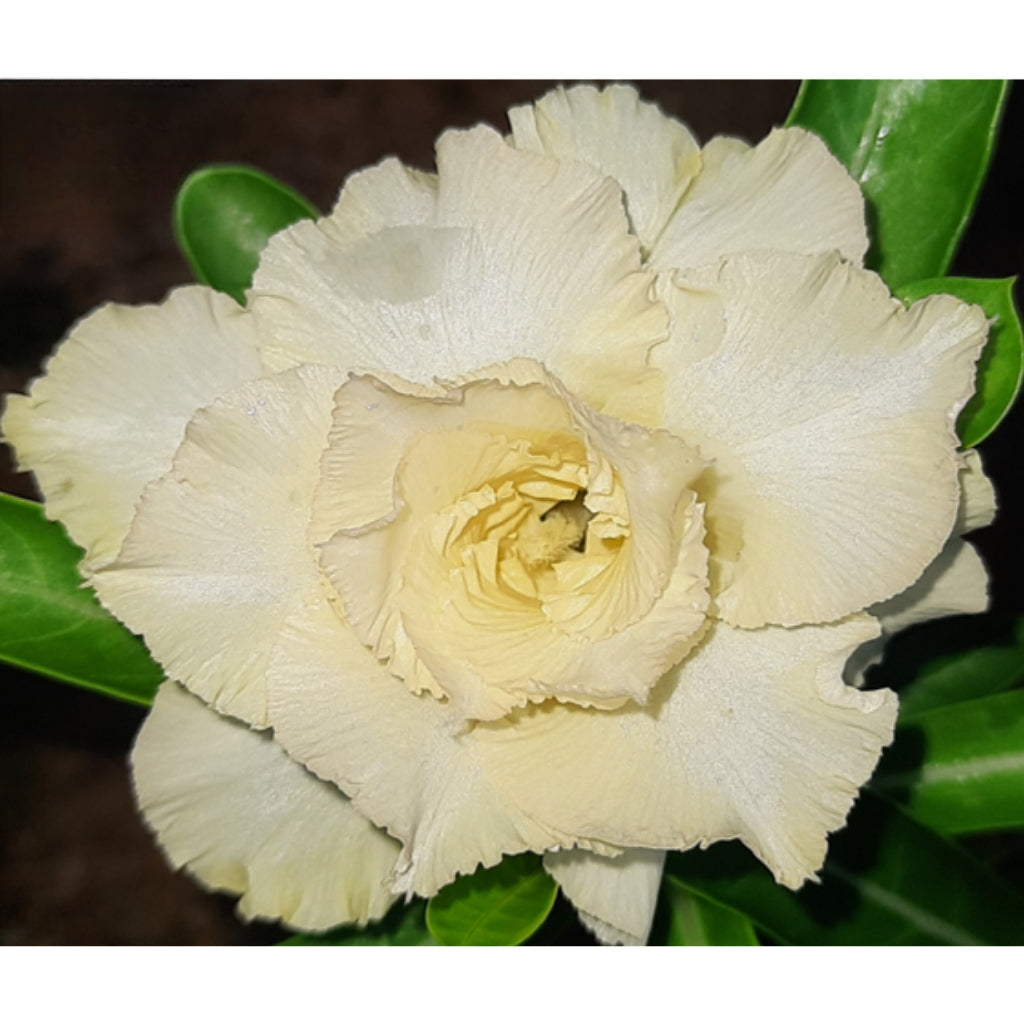 Adenium R56
