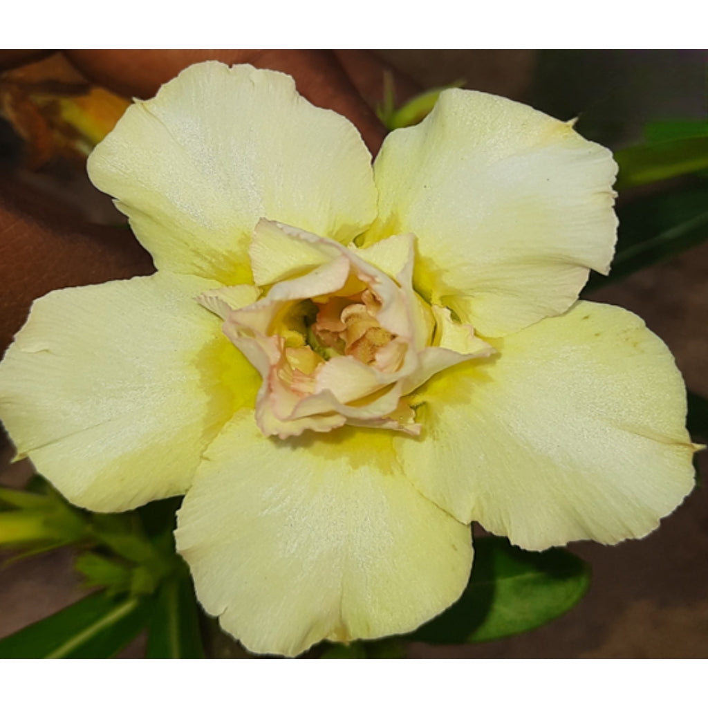 Adenium R57