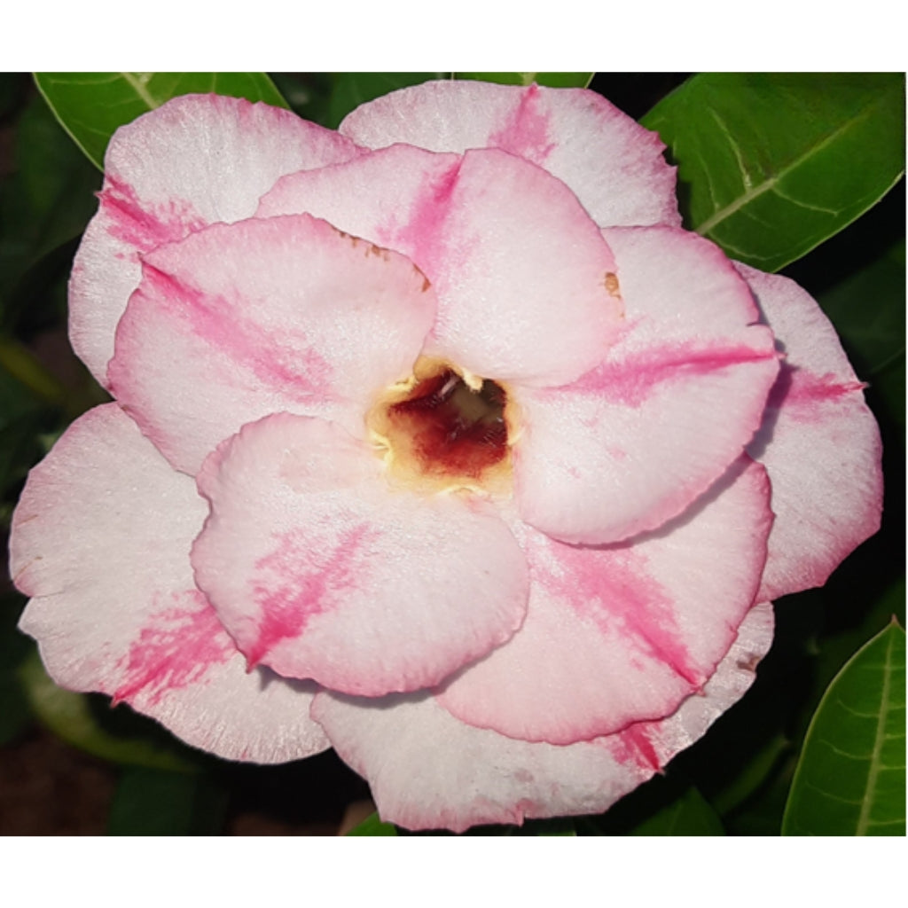 R61 Adenium R61 – Nainital Succulents