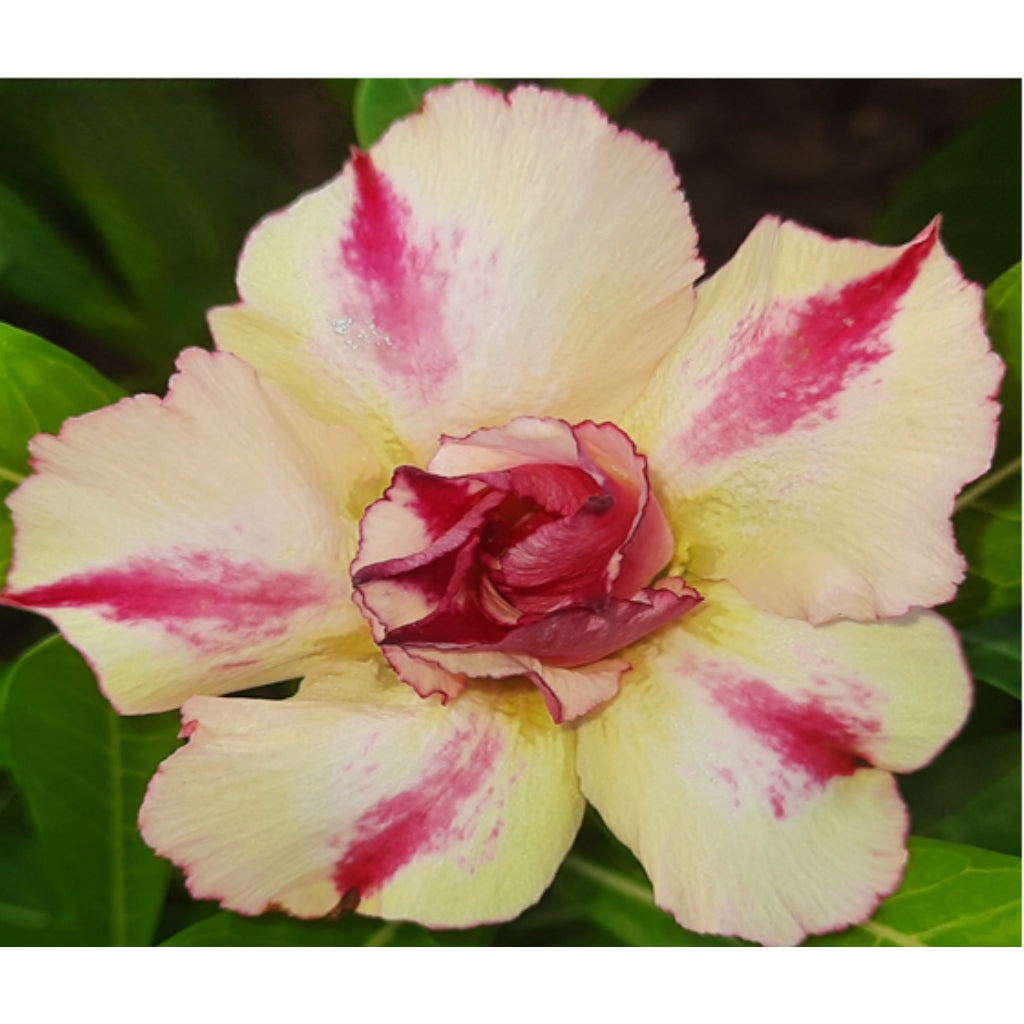 Adept R67 Adenium R67 – Nainital Succulents