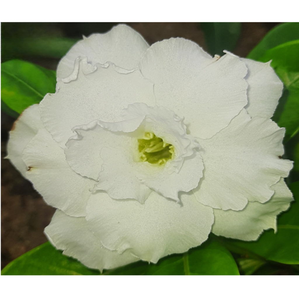 Adenium R73