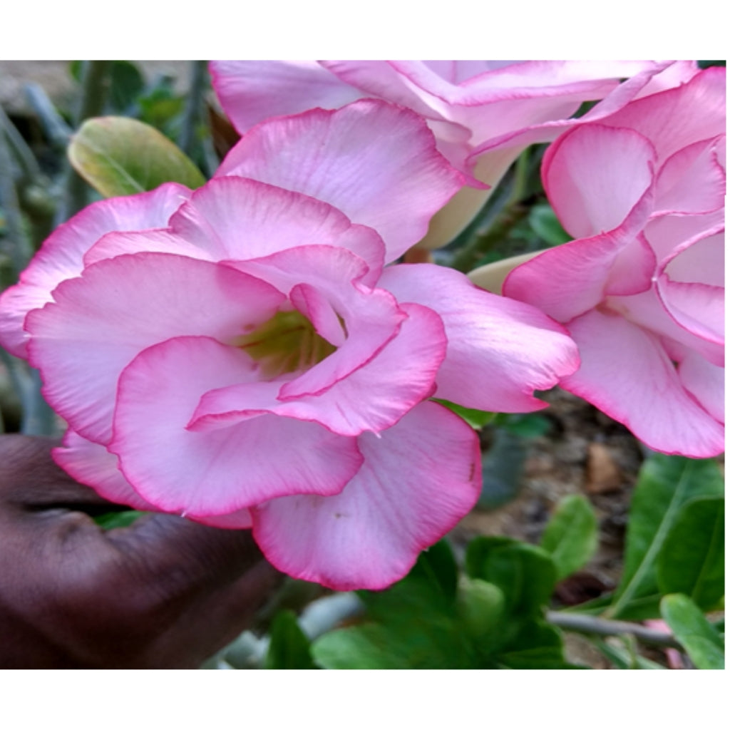 Adenium R80