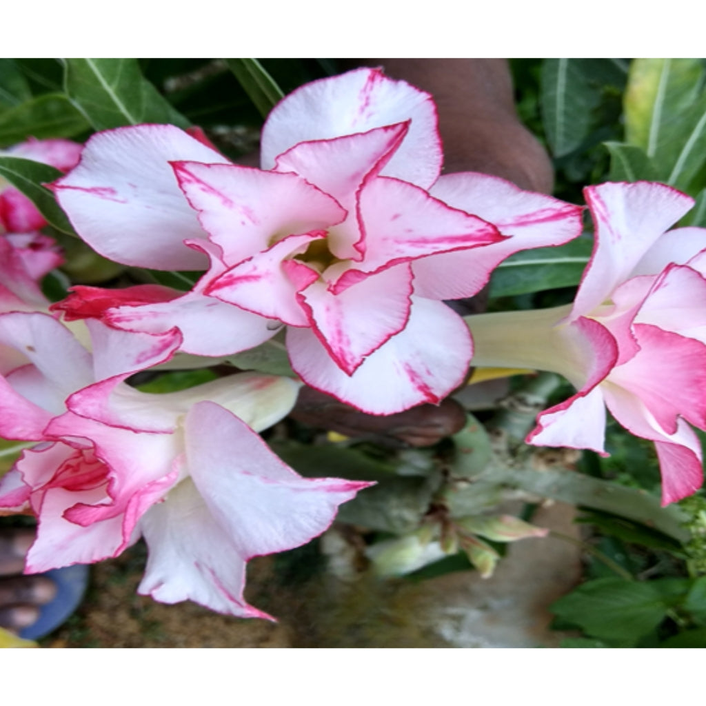 Adenium R87