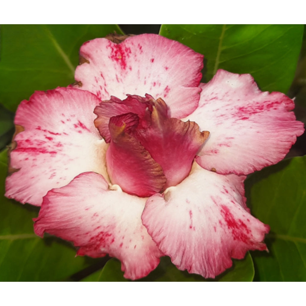 Adenium R88