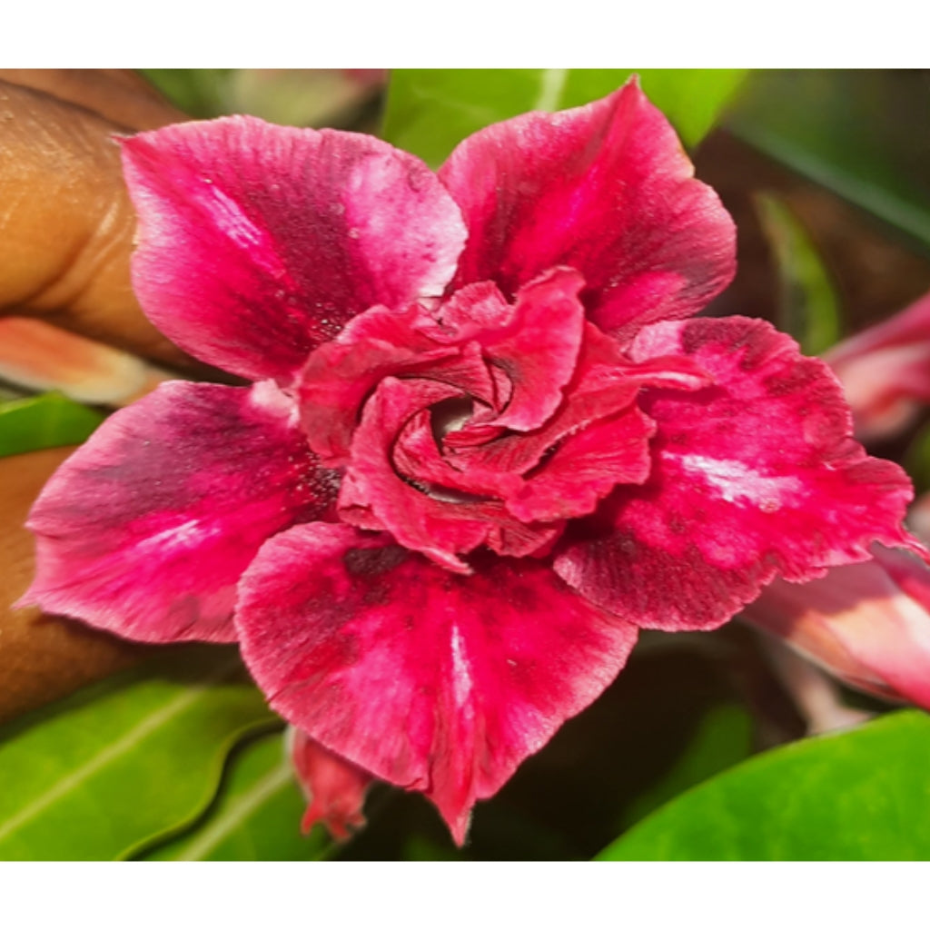 Adenium R89