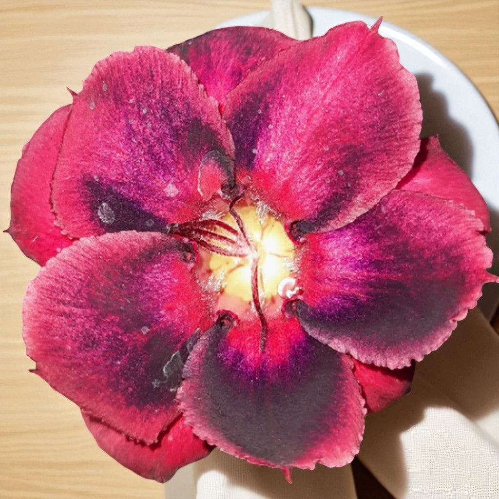 Adenium R174