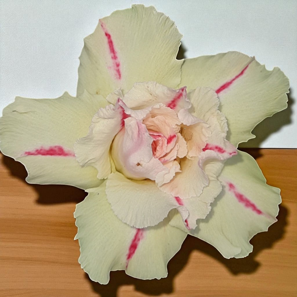 Adenium R175
