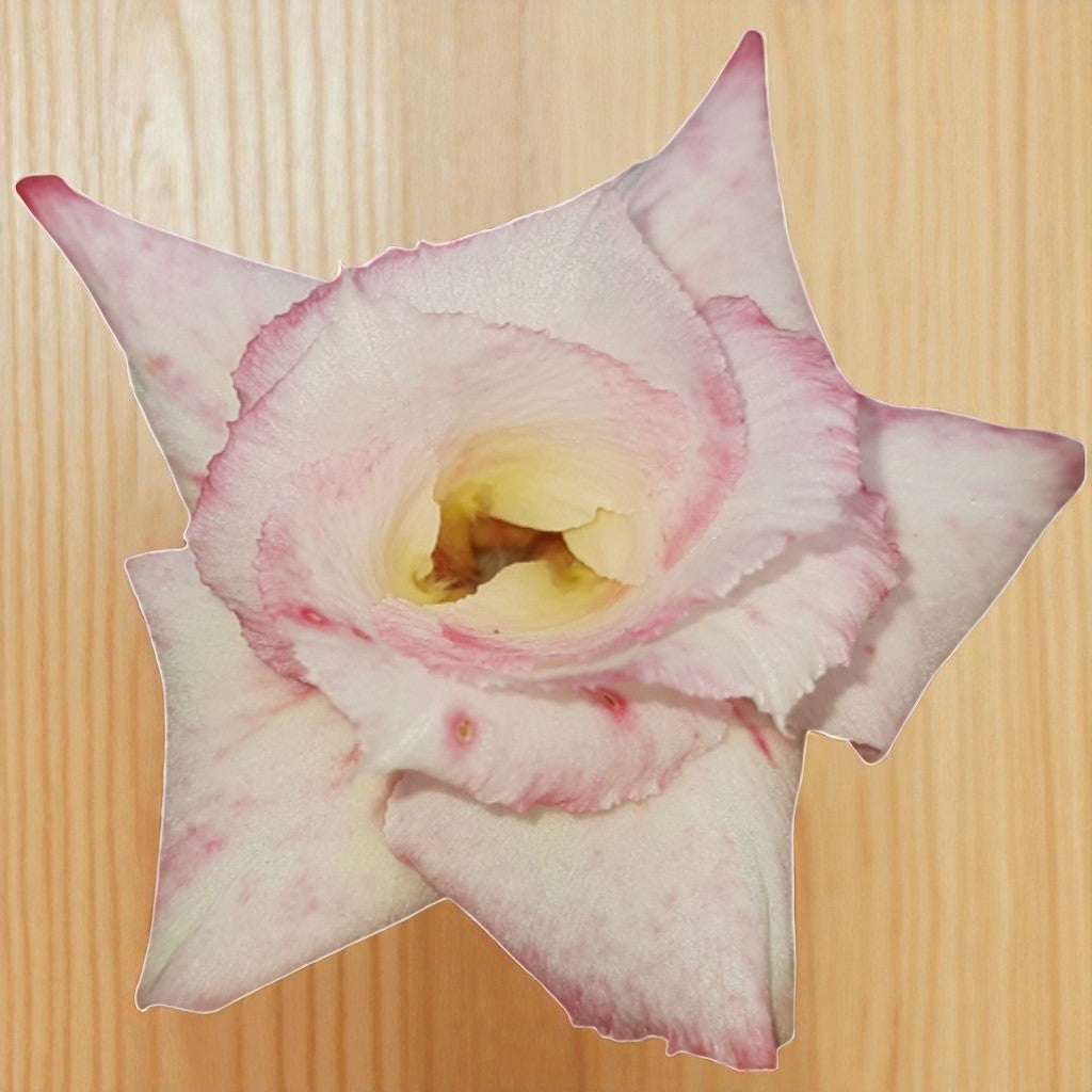 Adenium R176