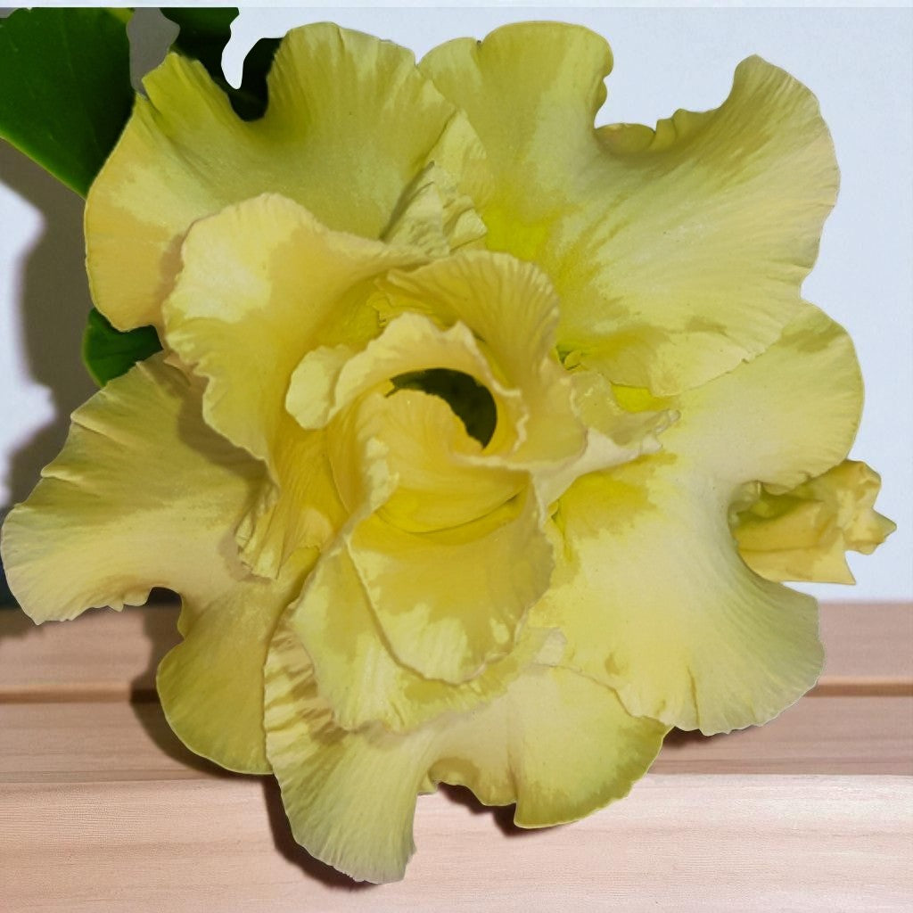 Adenium R180