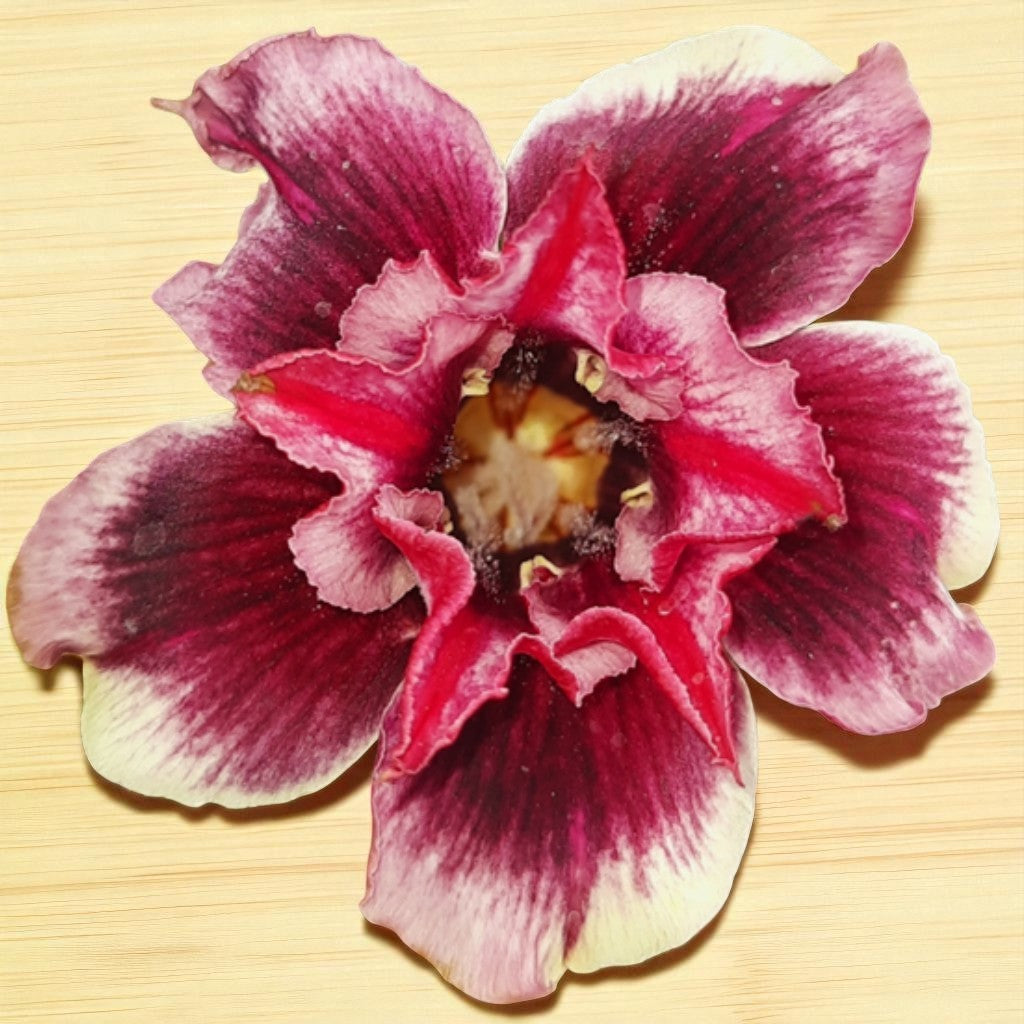 Adenium R184