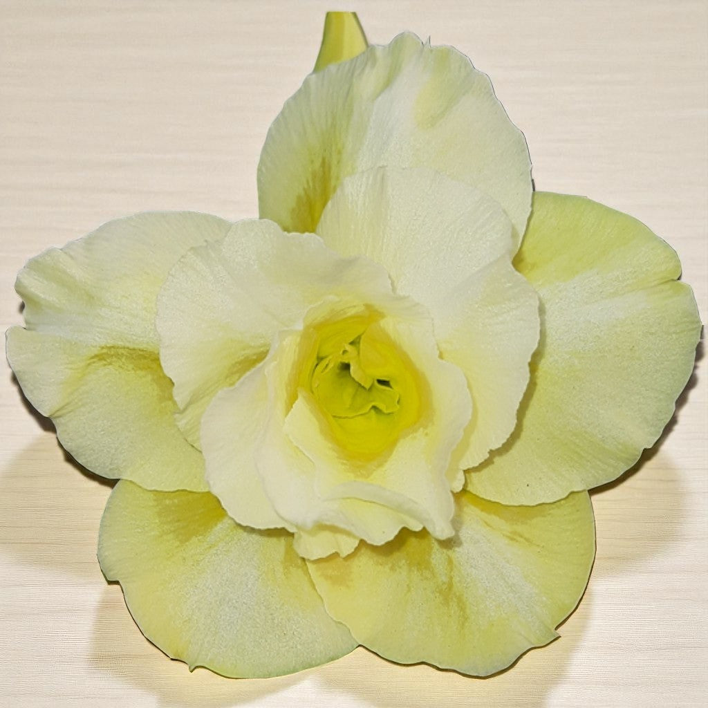 Adenium R186