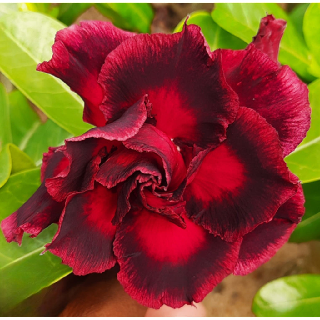 Adenium R187