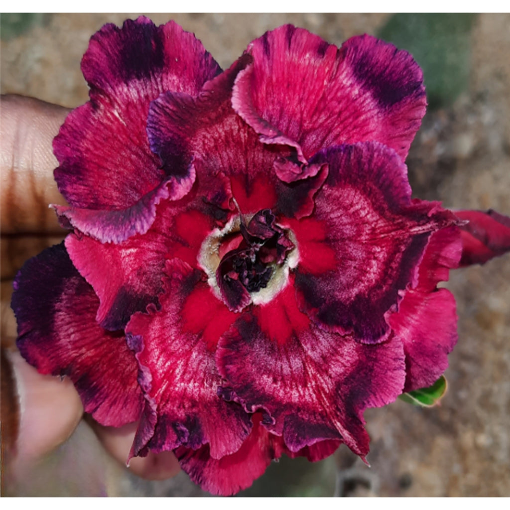 Adenium R188