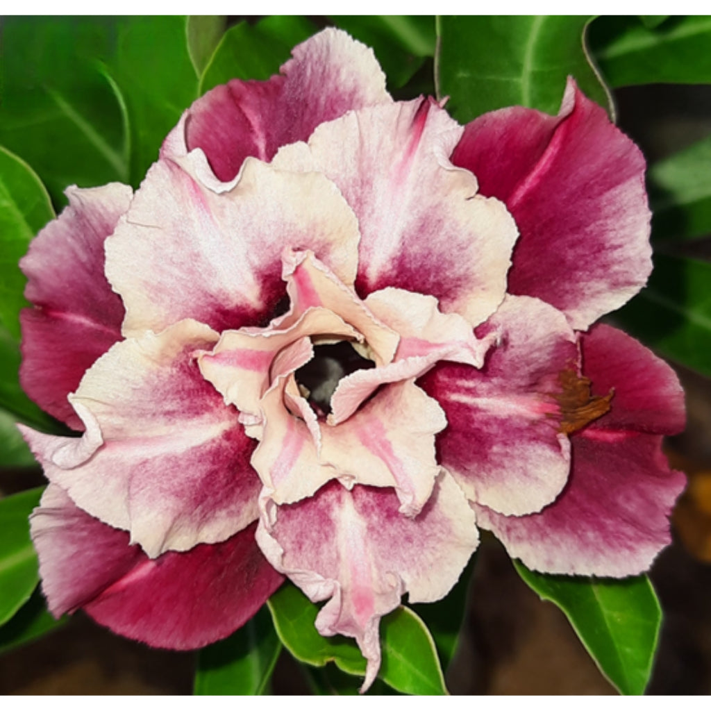 Adenium R190