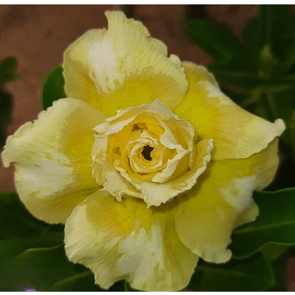 Adenium R200