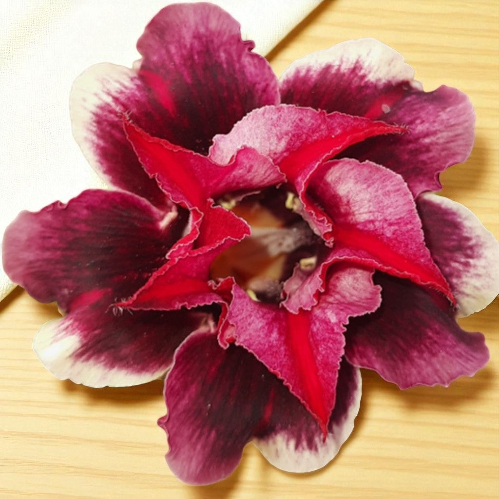 Adenium R195