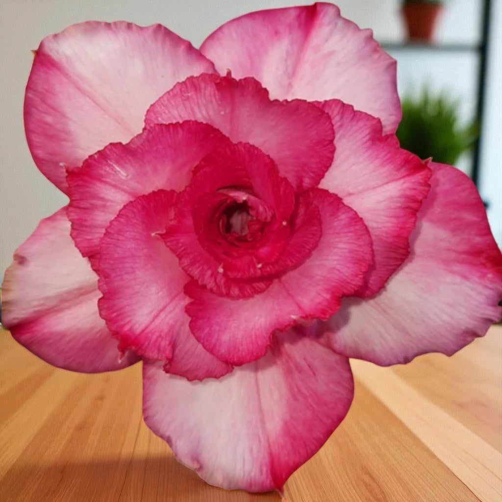 Adenium R194