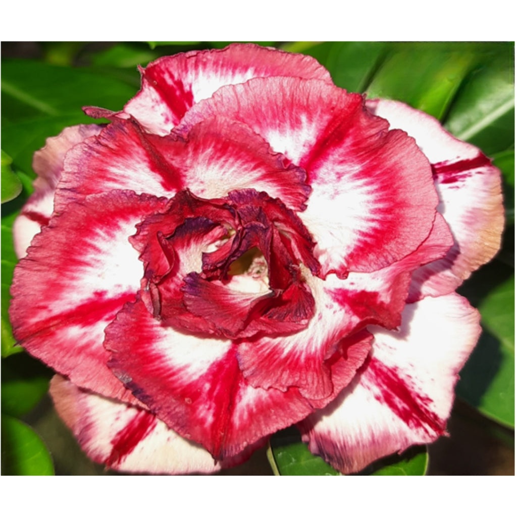 Adenium R210
