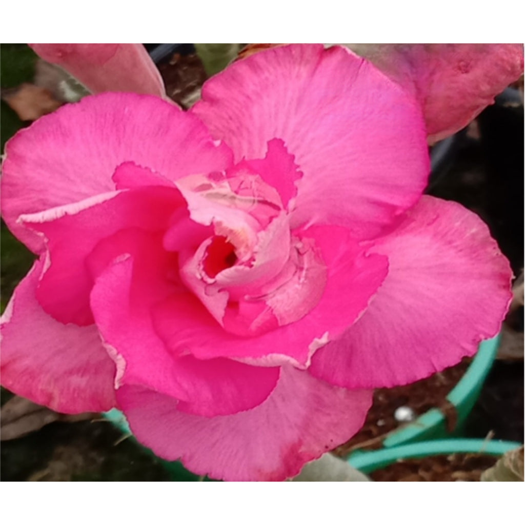 Adenium R212