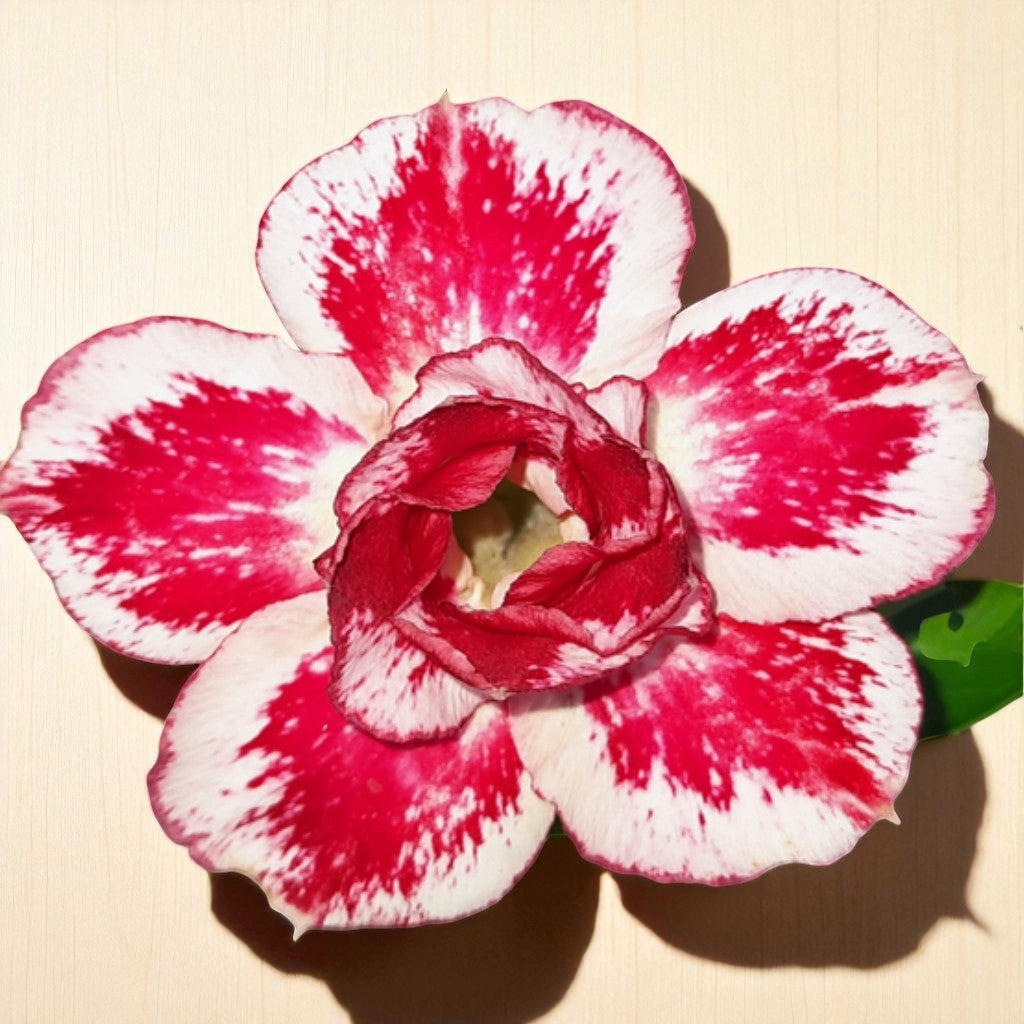 Adenium R218