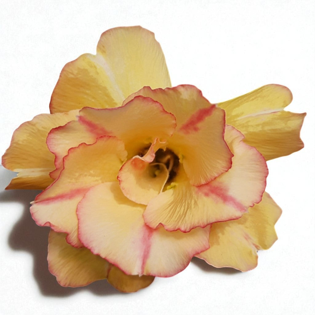Adenium R223