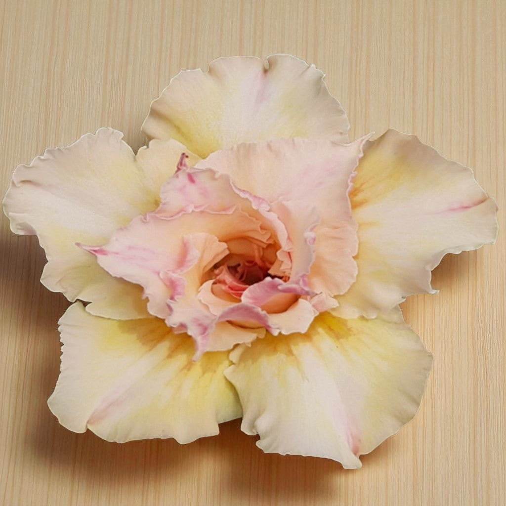 Adenium R225