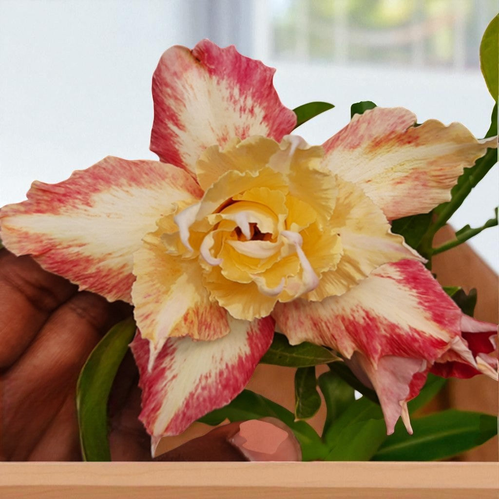 Adenium R230