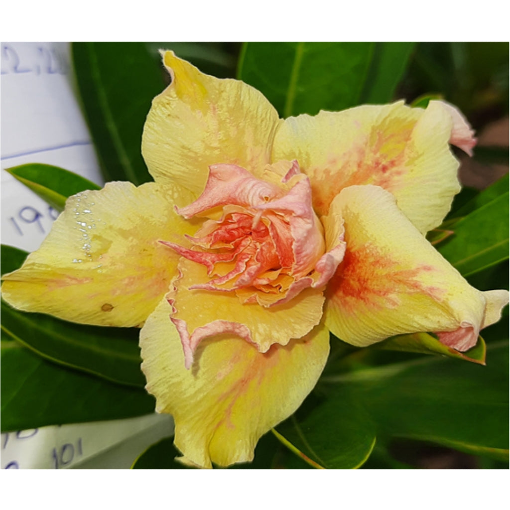 Adenium R236