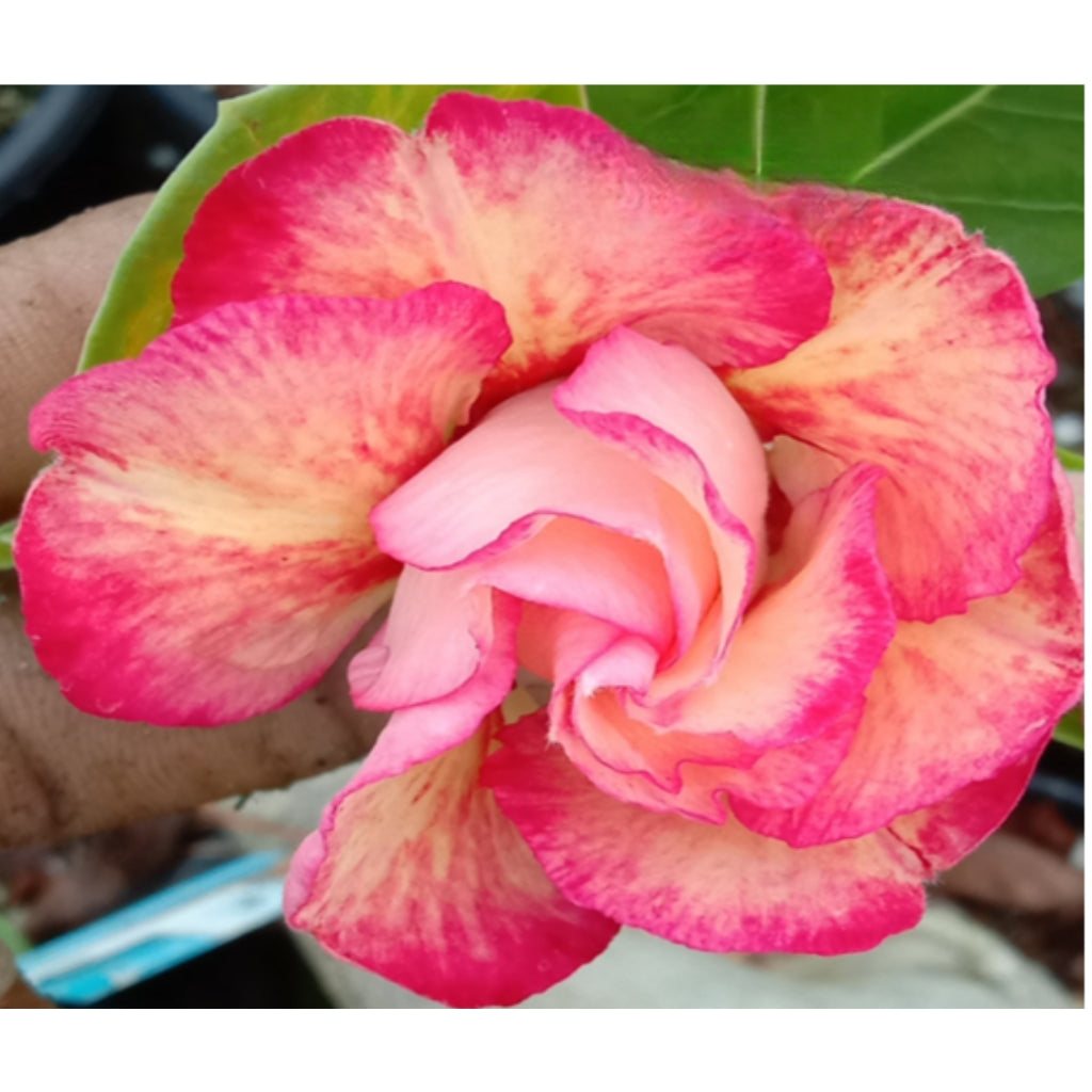 Adenium R238