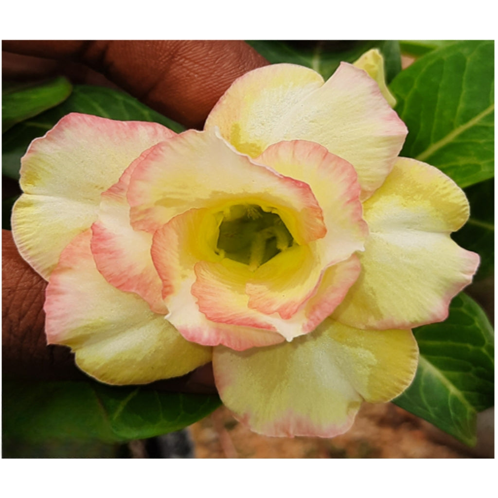 Adenium R239