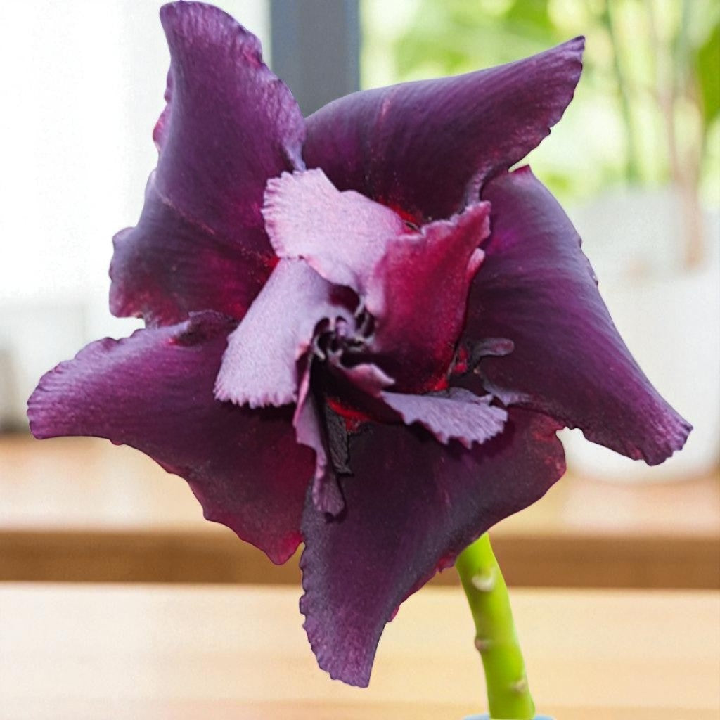 Adenium R228