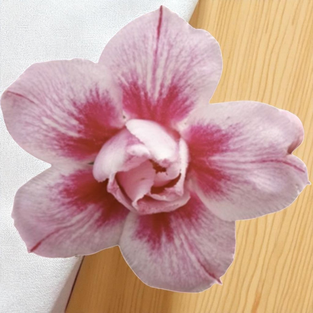 Adenium R401