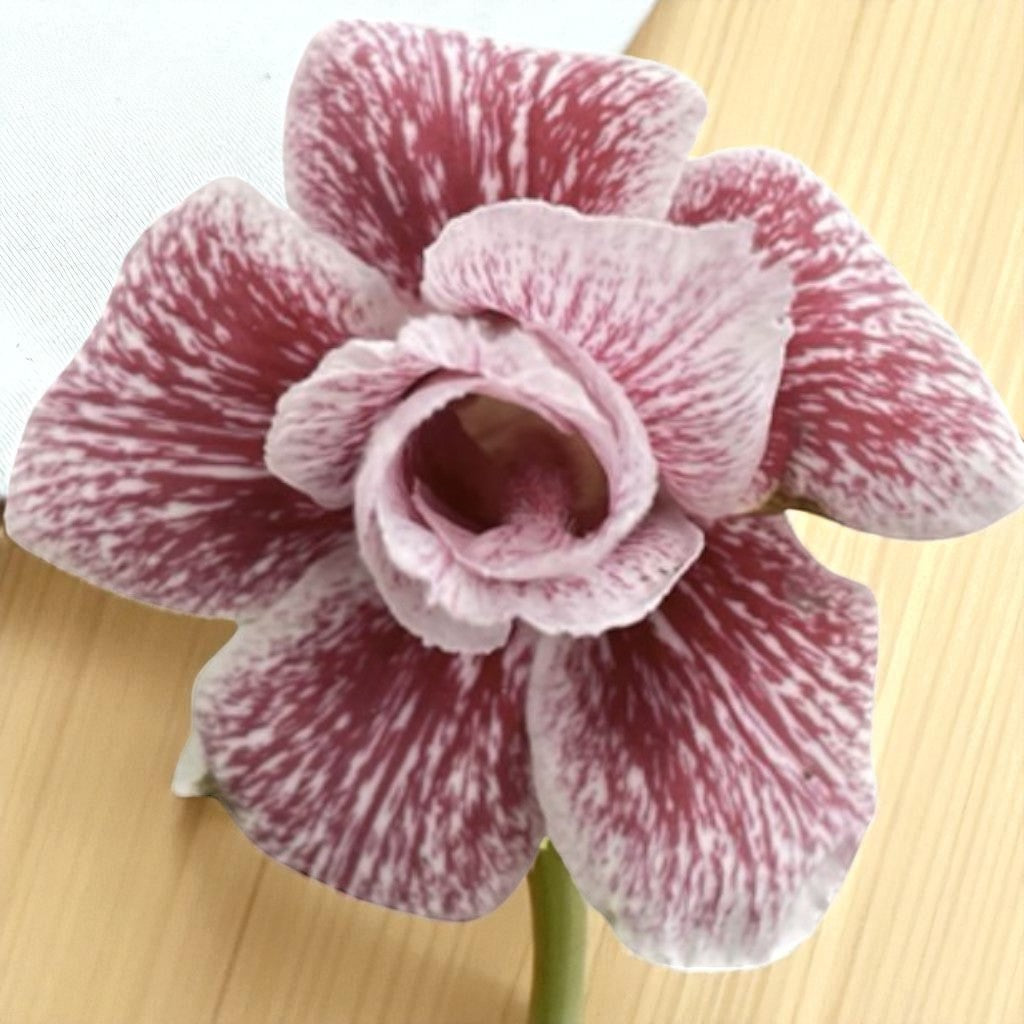Adenium R402