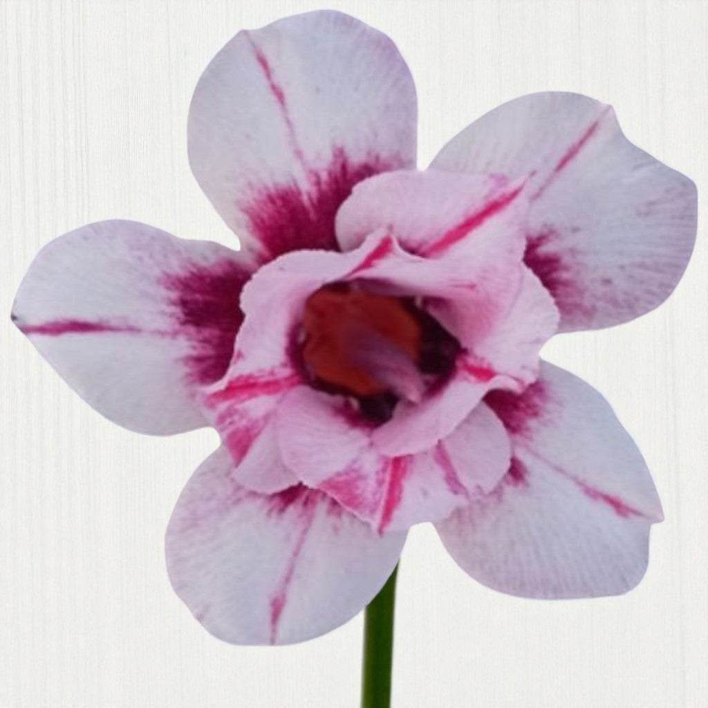 Adenium R405
