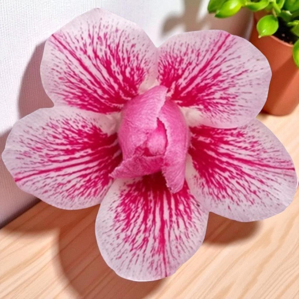 Adenium R406