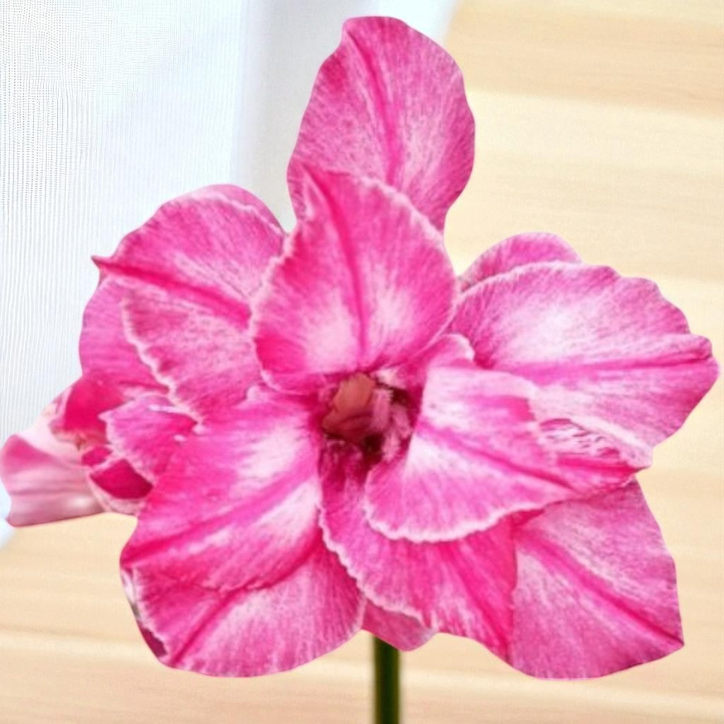 Adenium R408
