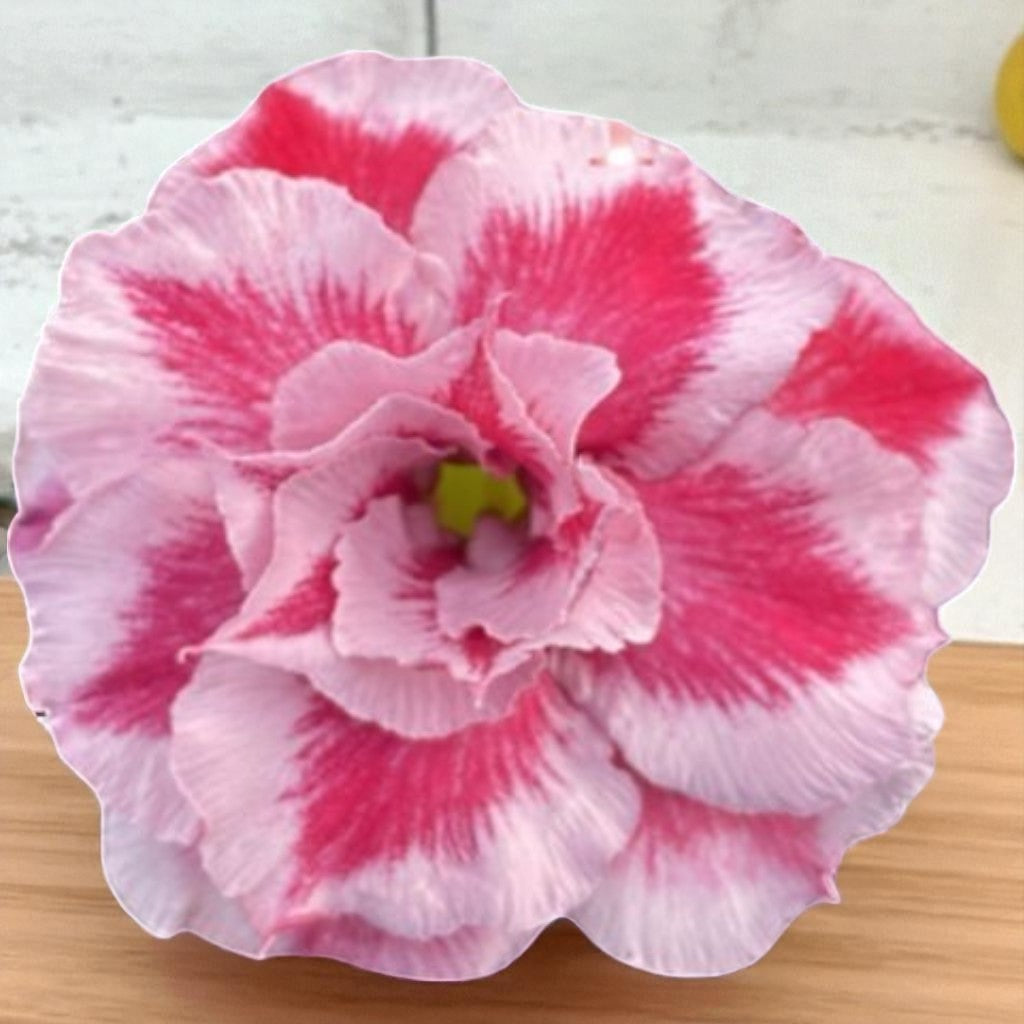 Adenium R413