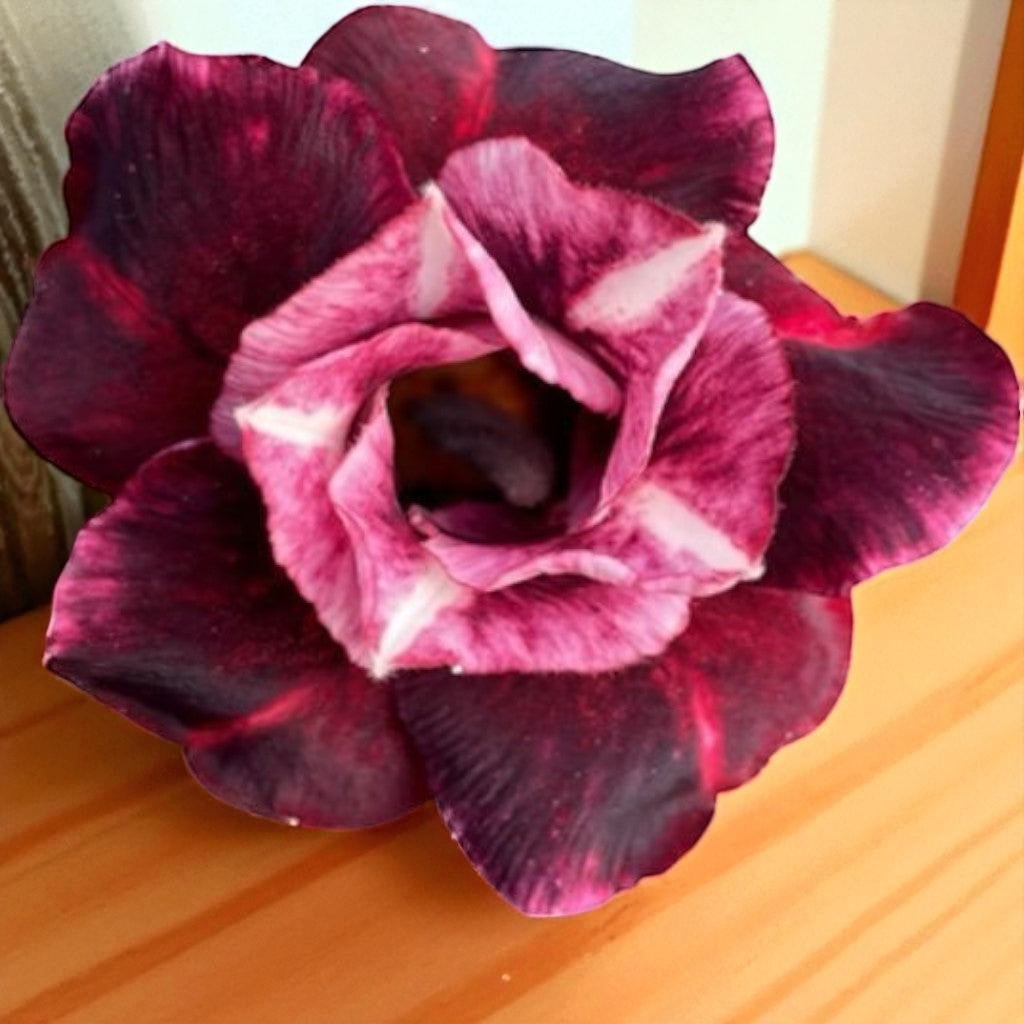 Adenium R417