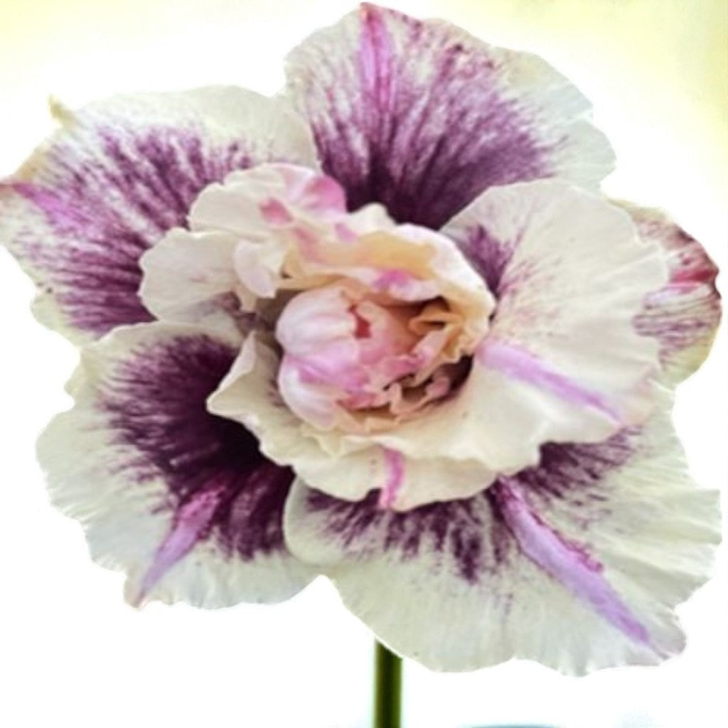 Adenium R419