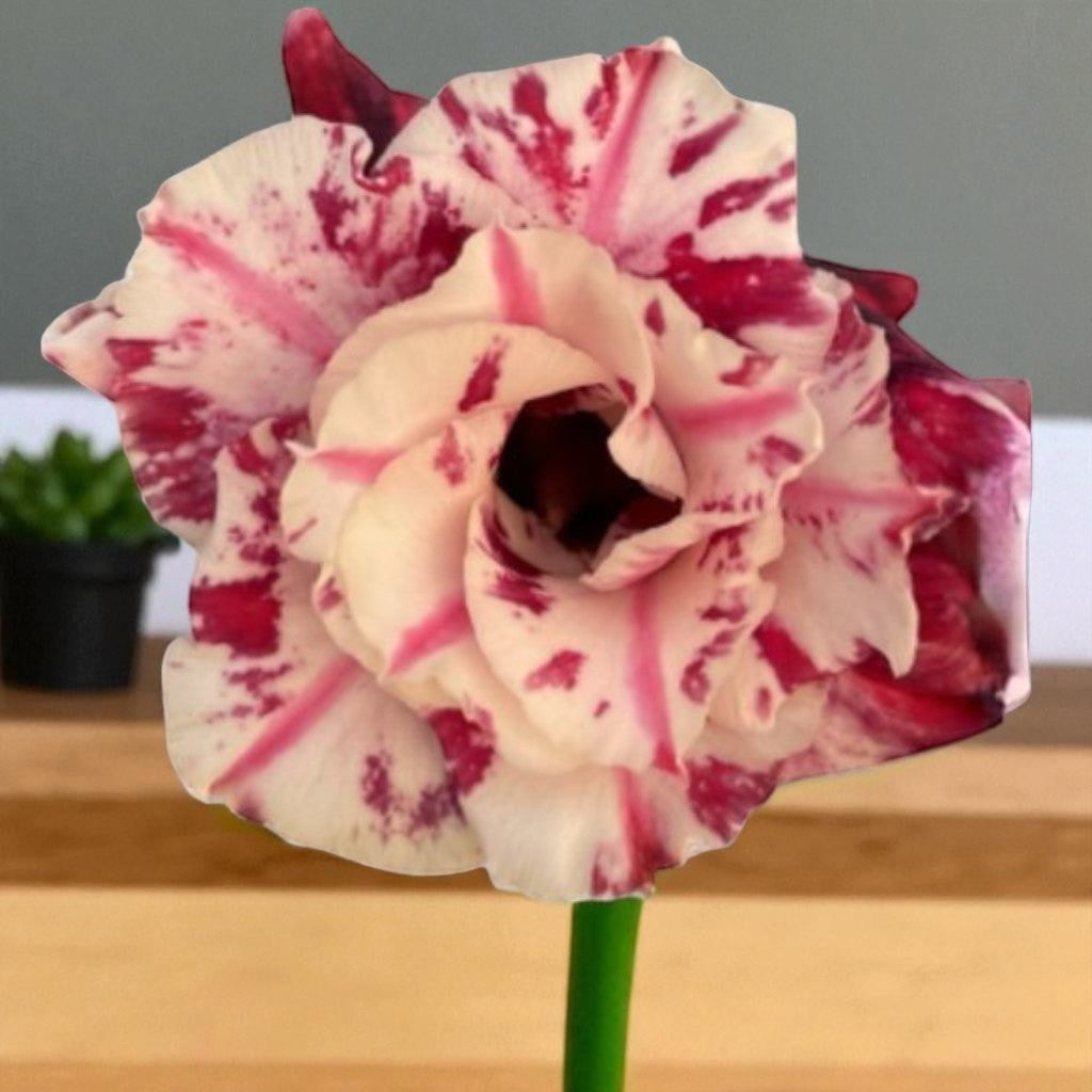 Adenium R420