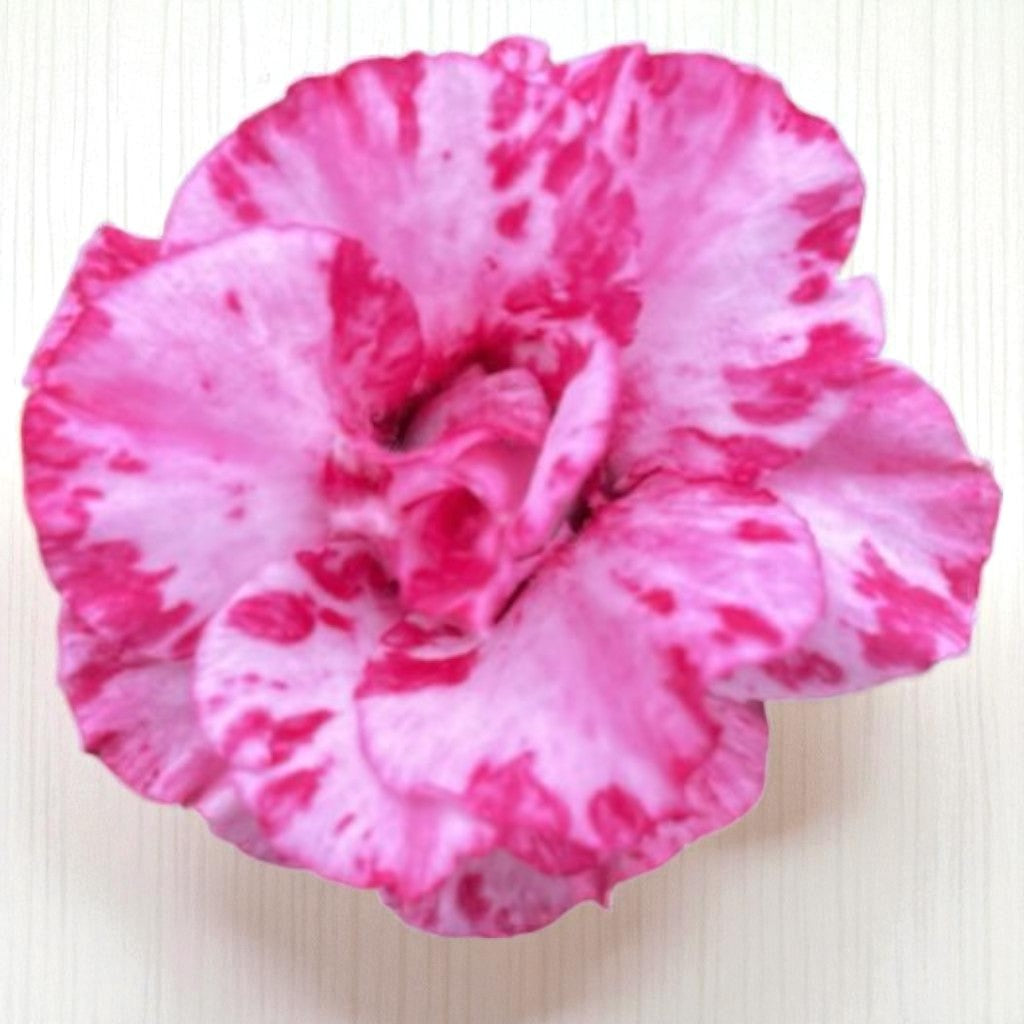Adenium R425
