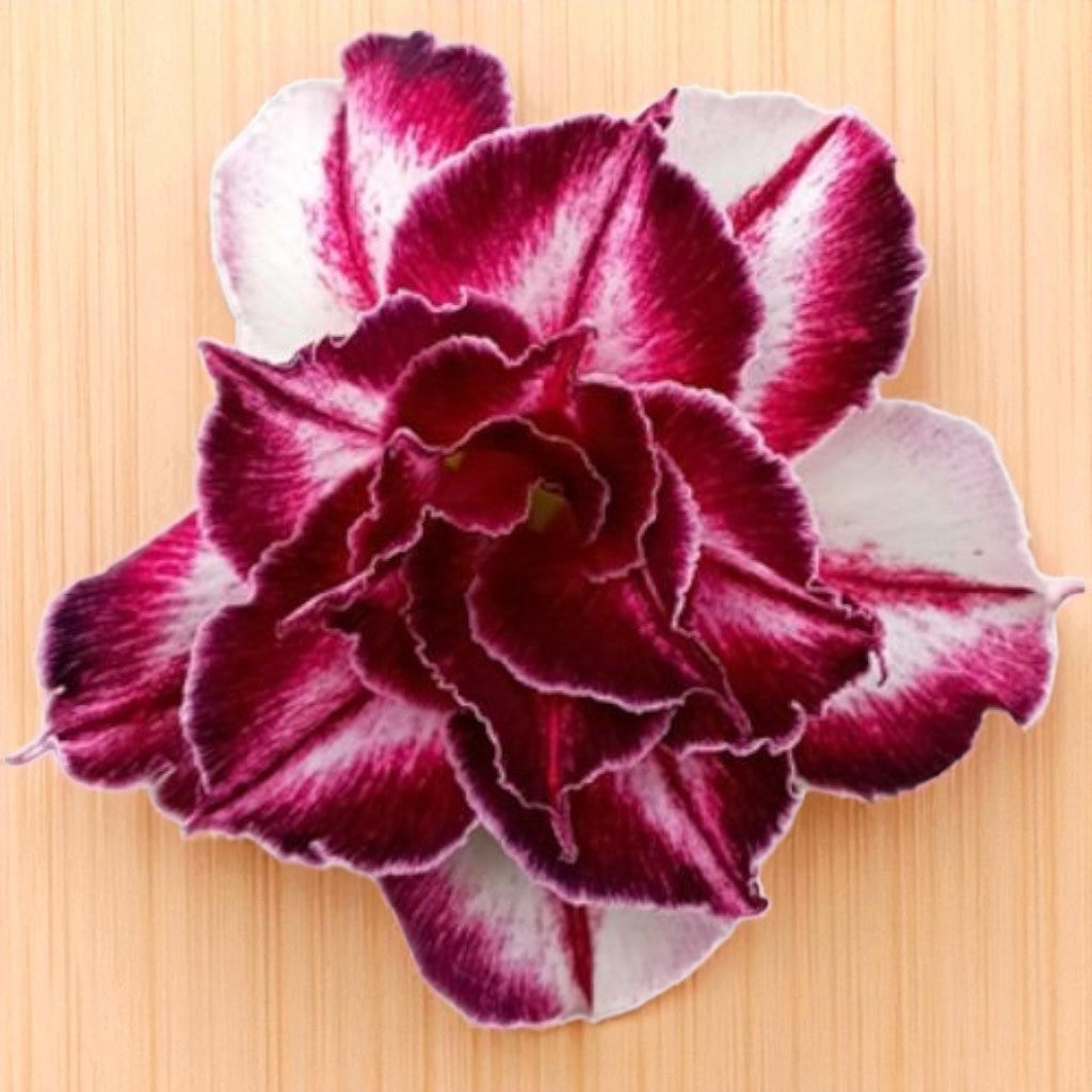 Adenium R426