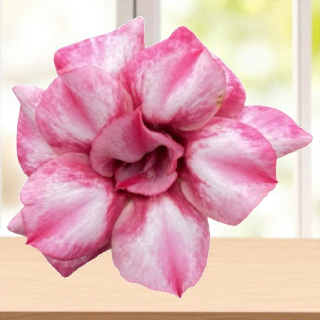 Adenium R428
