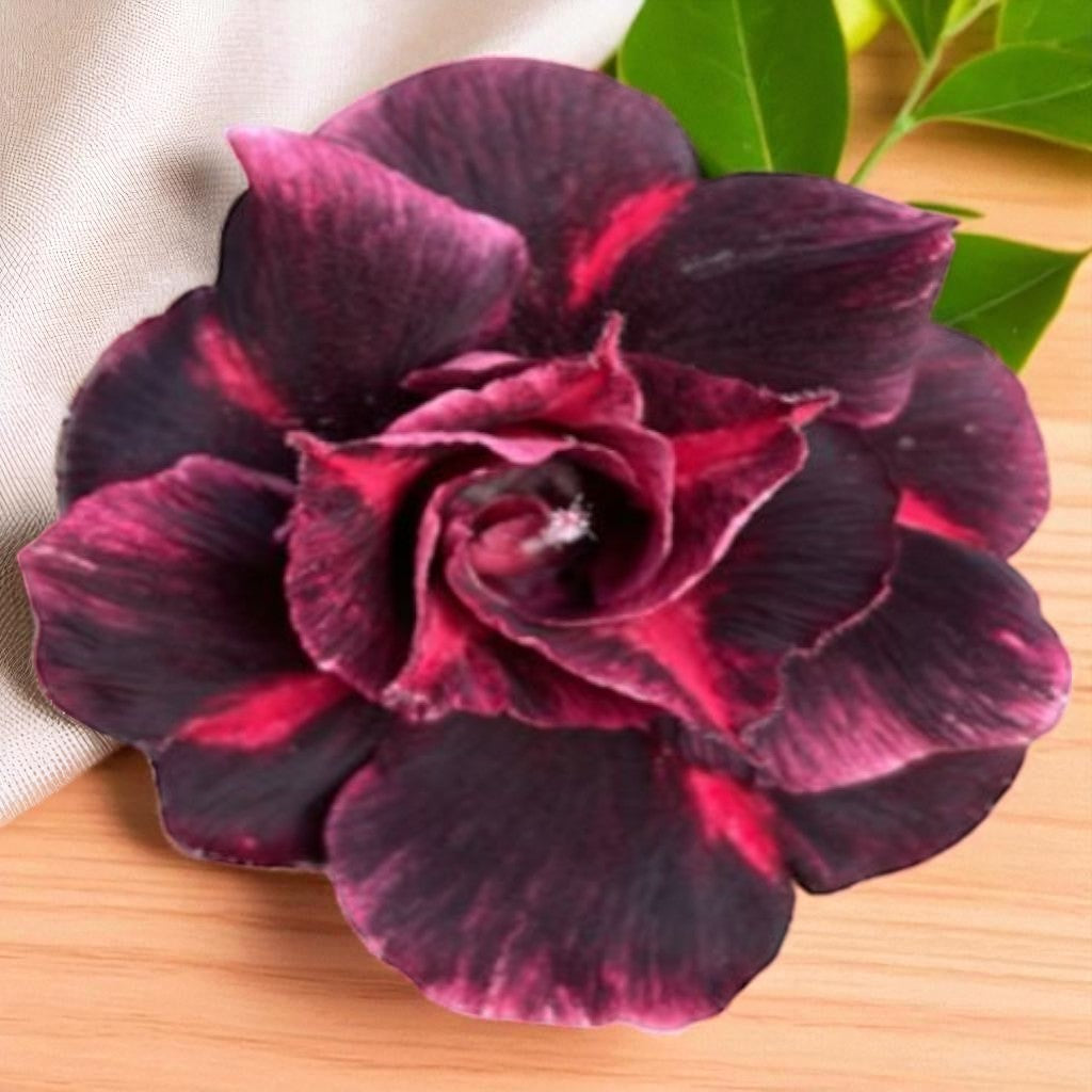 Adenium R435