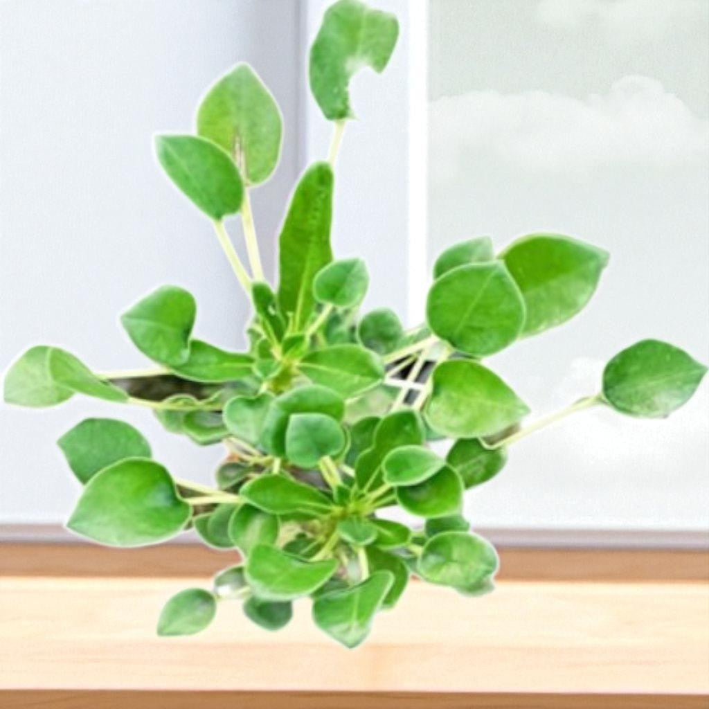 Adenium R437