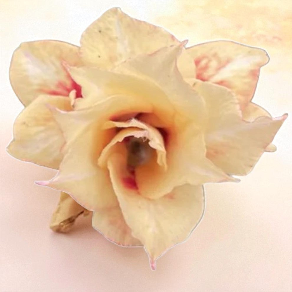 Adenium R450