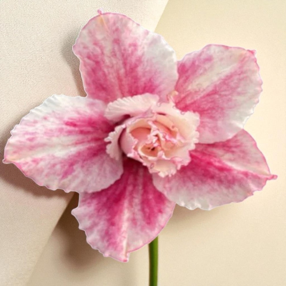 Adenium R445
