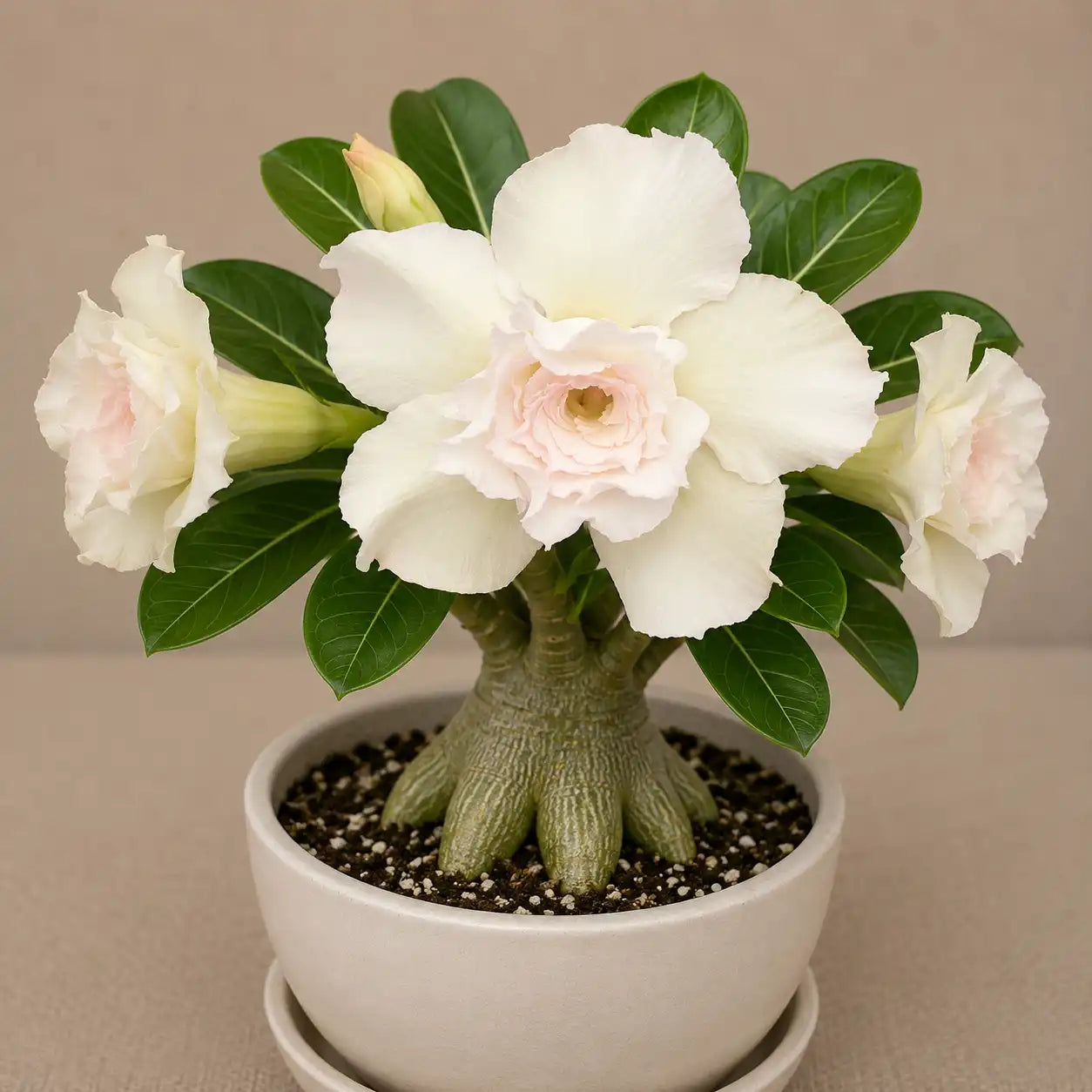 Adenium R94