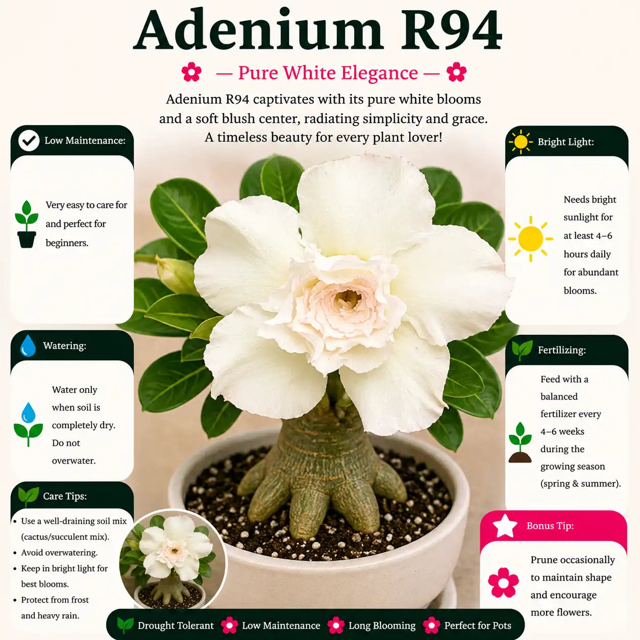 Adenium R94