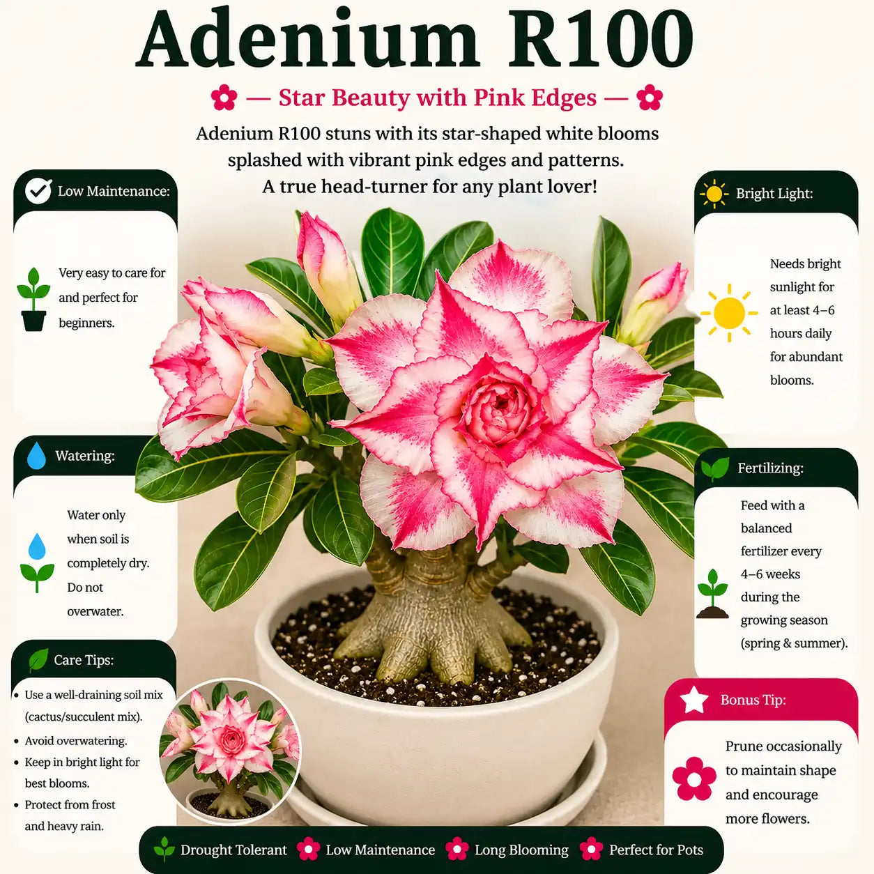 Adenium R100